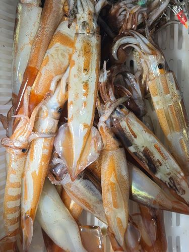 スルメイカの釣果