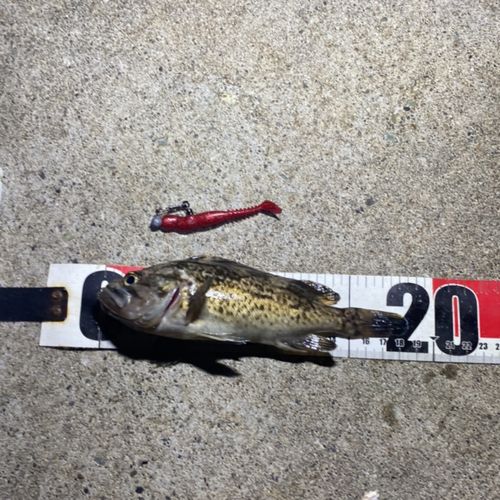 クロソイの釣果