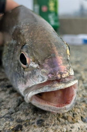 イシモチの釣果