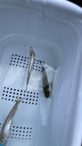 ワカサギの釣果