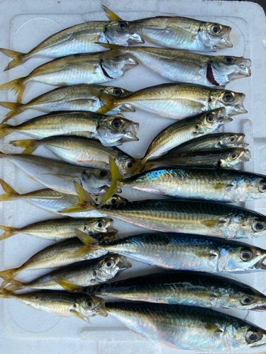 アジの釣果