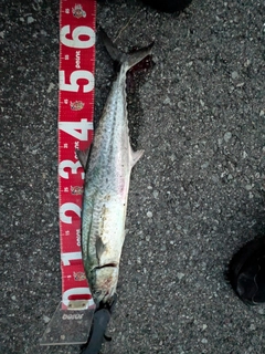 サゴシの釣果