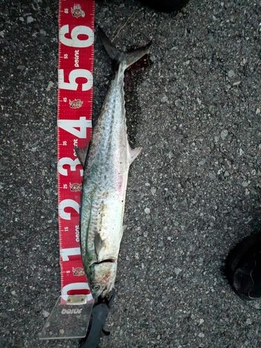 サゴシの釣果