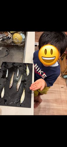 キスの釣果