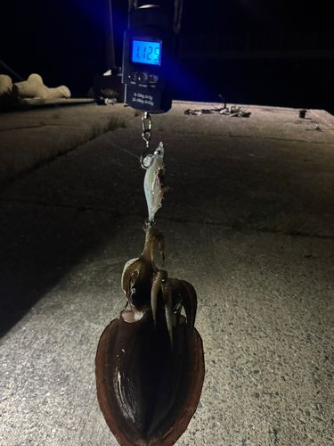 モンゴウイカの釣果
