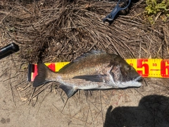 チヌの釣果