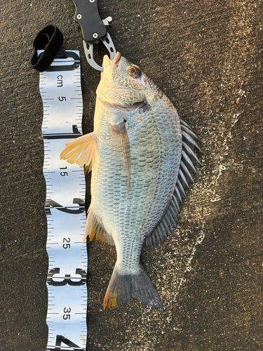 キビレの釣果