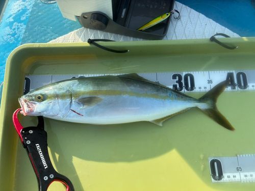 ヤズの釣果
