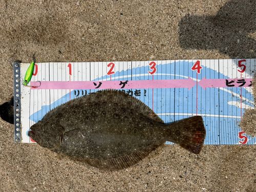 ヒラメの釣果