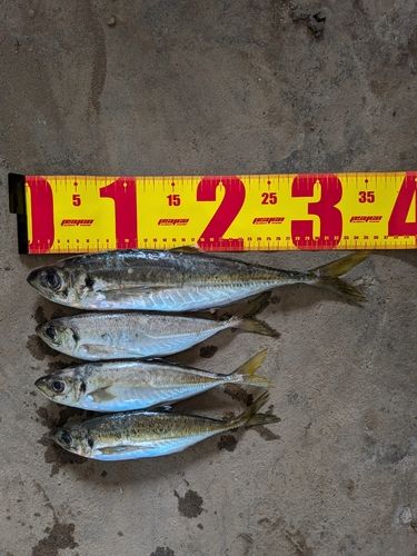 アジの釣果