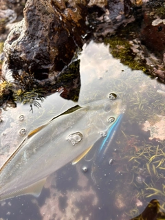 ショゴの釣果