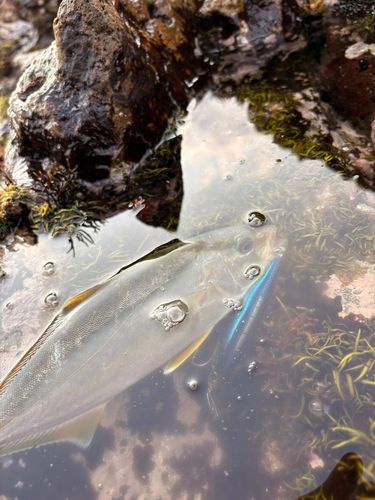 ショゴの釣果