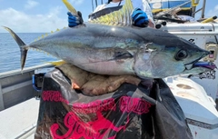 キハダマグロの釣果