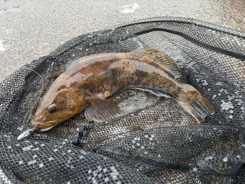 アイナメの釣果