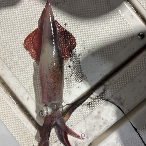 ケンサキイカの釣果