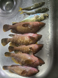キジハタの釣果