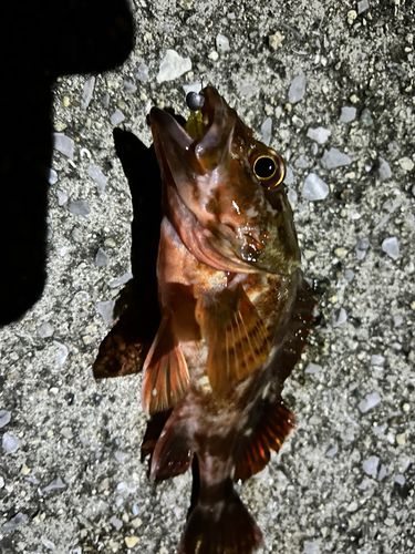 カサゴの釣果