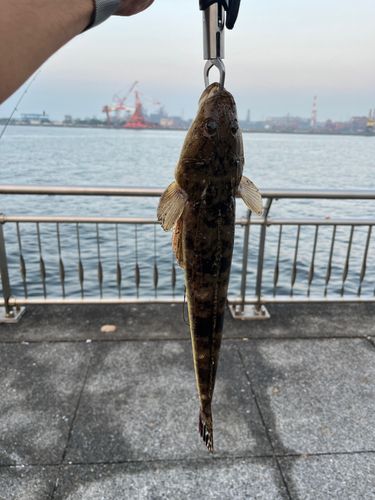 マゴチの釣果