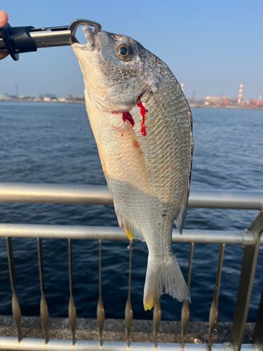 キビレの釣果