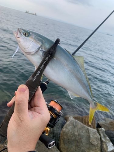 ツバスの釣果