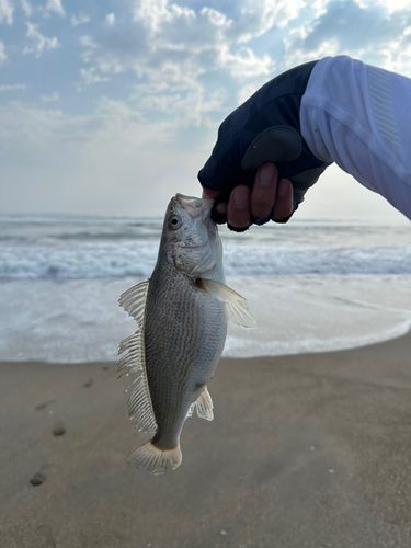 イシモチの釣果