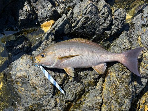 イサキの釣果