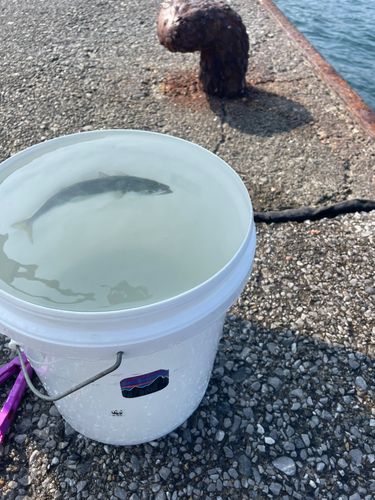 マサバの釣果