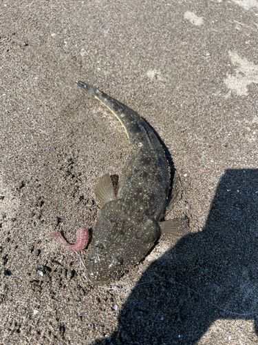 マゴチの釣果