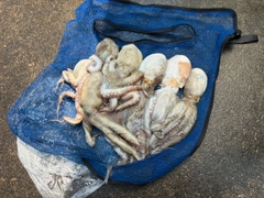 タコの釣果