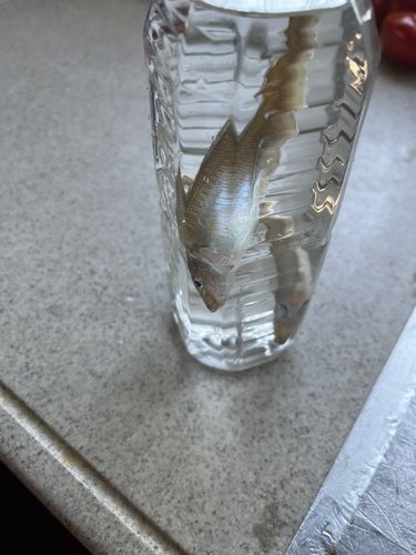 キスの釣果