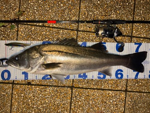 シーバスの釣果