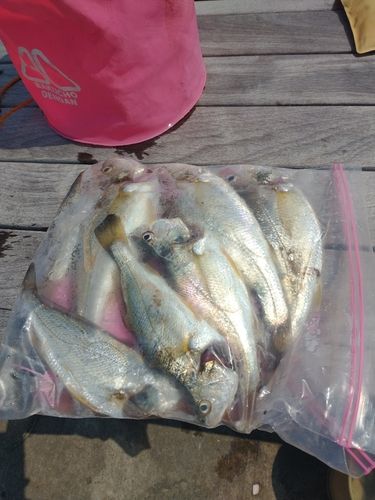 シログチの釣果