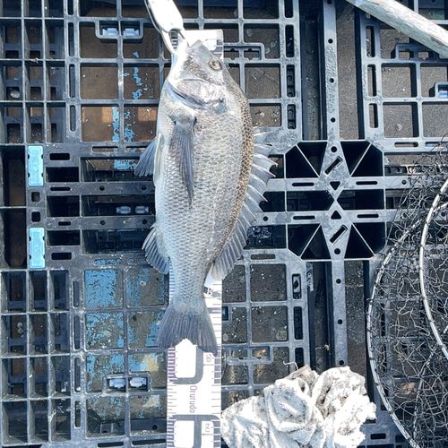 クロダイの釣果