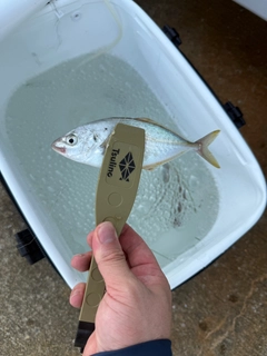 シマアジの釣果