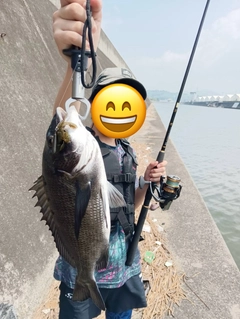 チヌの釣果