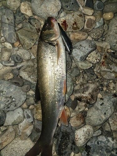 ウグイの釣果