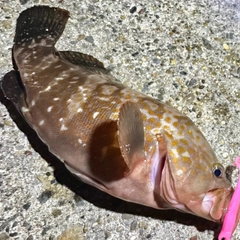 キジハタの釣果