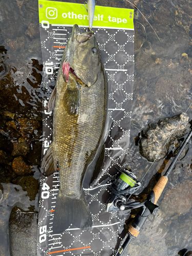 スモールマウスバスの釣果