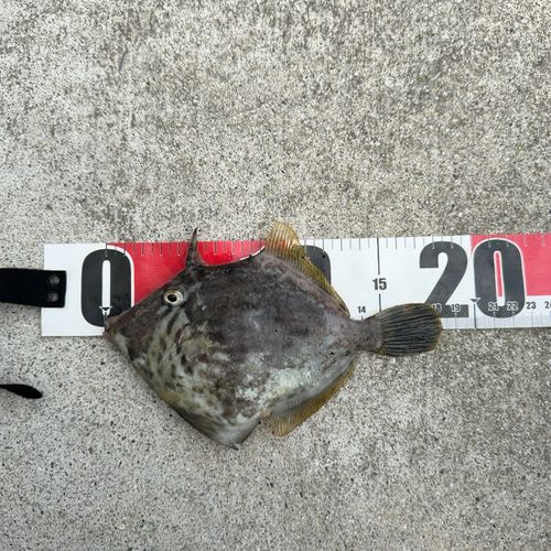 カワハギの釣果