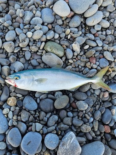 ツバスの釣果