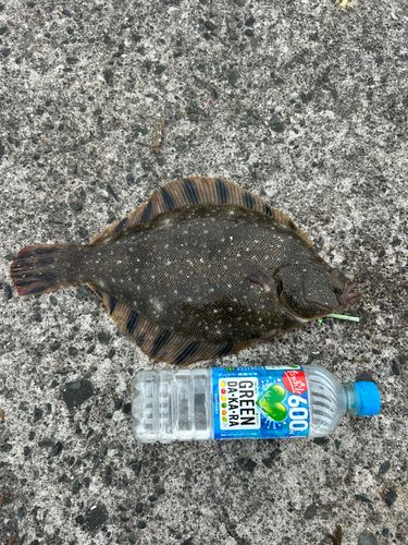 カレイの釣果