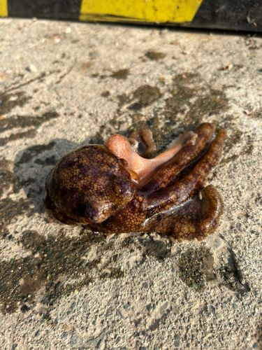 マダコの釣果