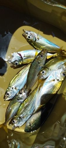 アジの釣果