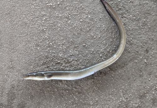 ウナギの釣果