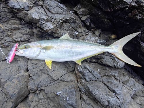 ヒラマサの釣果