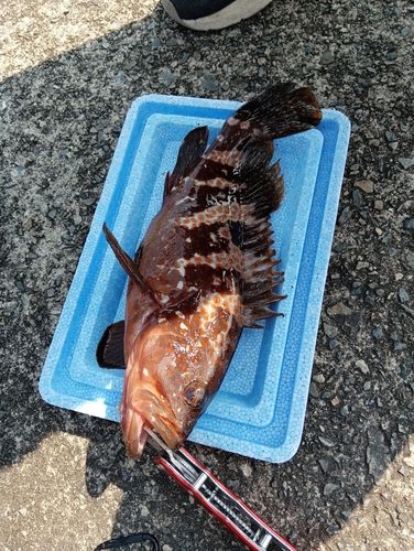 アコウの釣果