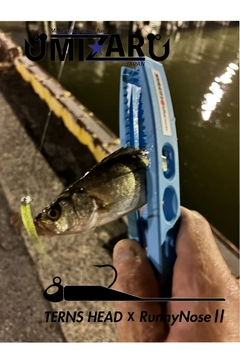 マアジの釣果