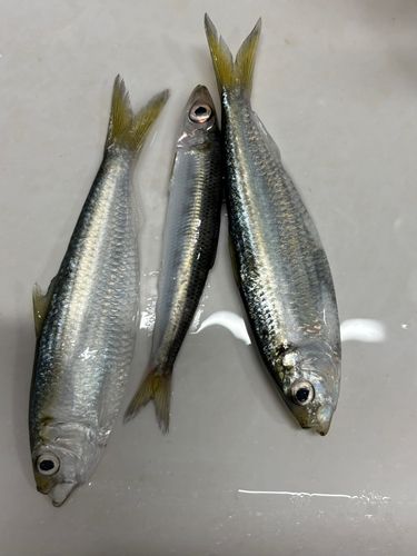 サッパの釣果