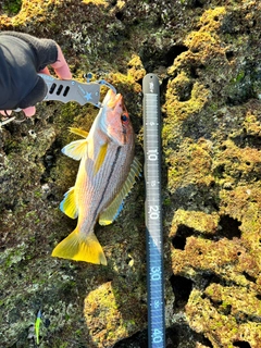 タテフエダイの釣果