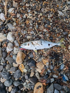 ワカシの釣果